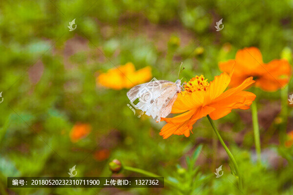 波斯菊綠草黃花