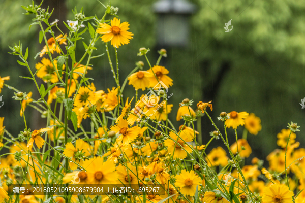 風(fēng)雨黃花