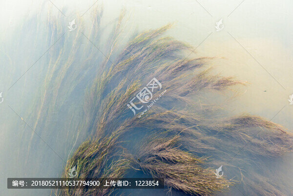 水草