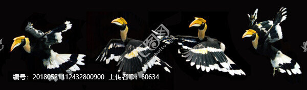 犀鳥