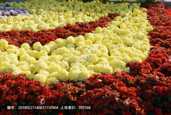 花卉背景