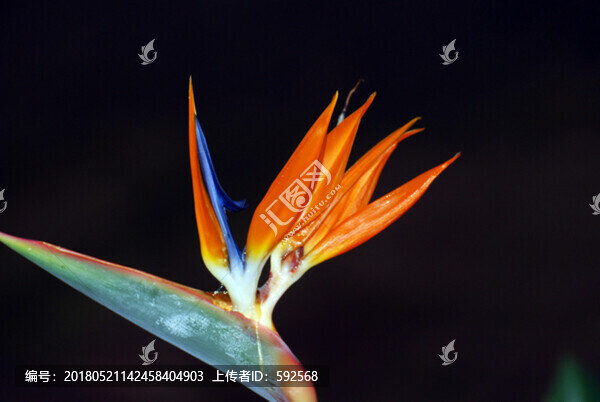 鶴望藍(lán)