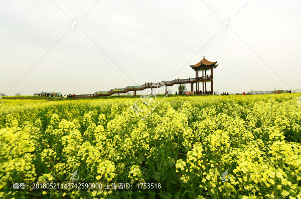 油菜花