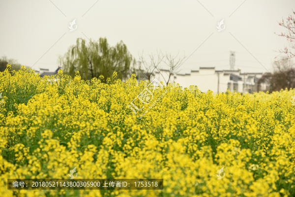 油菜花