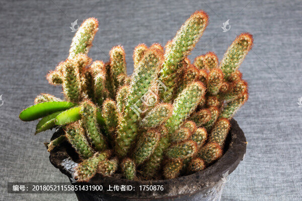 仙人指
