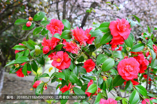 山茶花