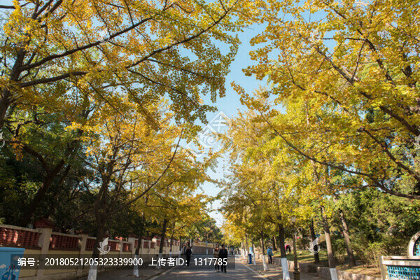 秋天,樹(shù)