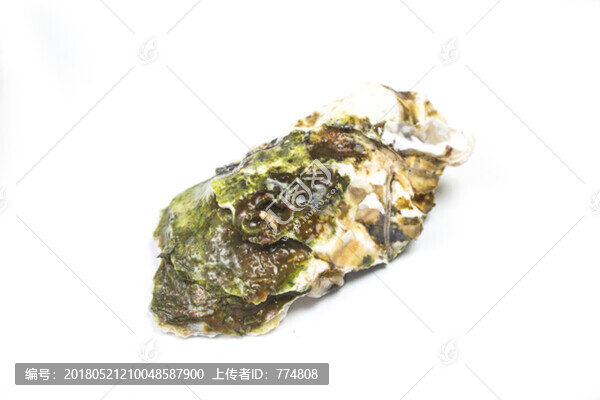生蠔,牡蠣