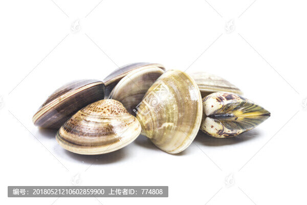 蛤蜊
