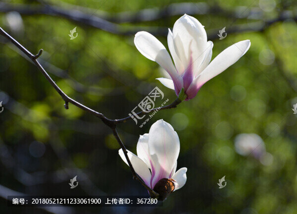 白玉蘭