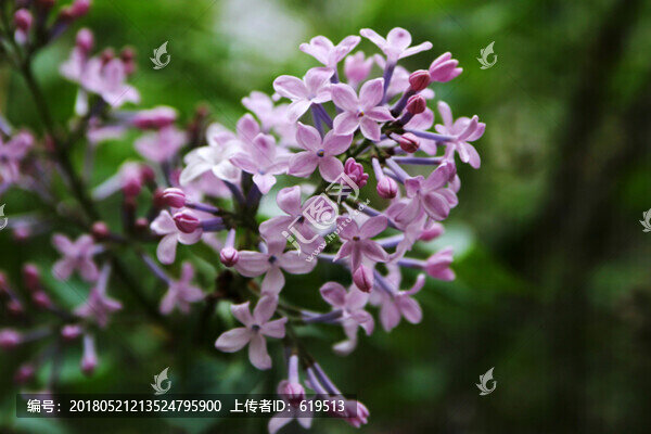 丁香花