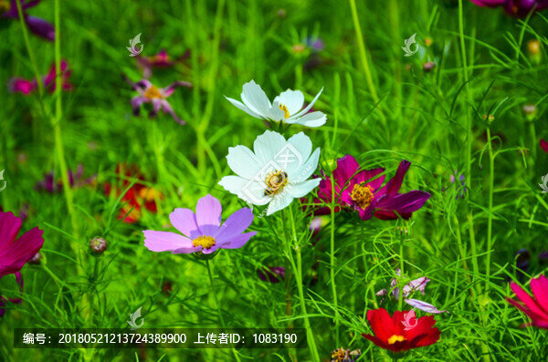 格桑花