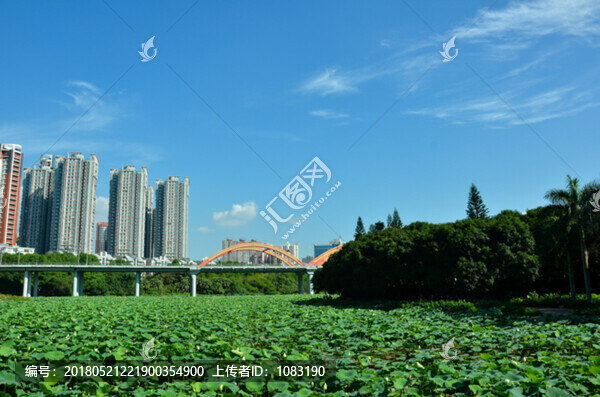 深圳洪湖公園