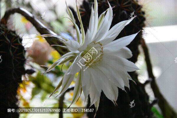 仙人球花
