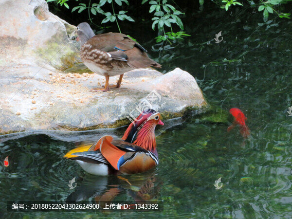 鴛鴦戲水,鴛鴦特寫,鴛鴦素材