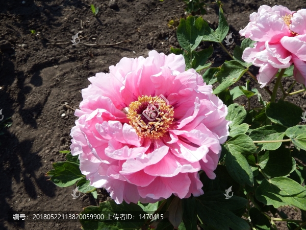 牡丹花