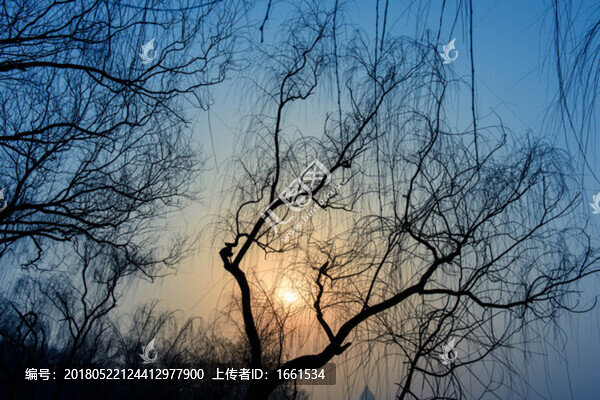 大樹(shù)傍晚