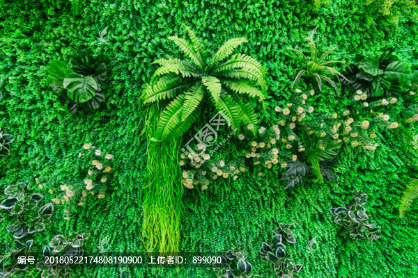 綠色植物背景