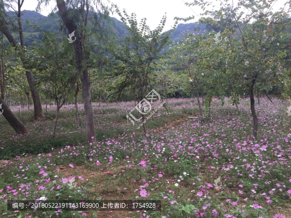 西樵環(huán)山花海