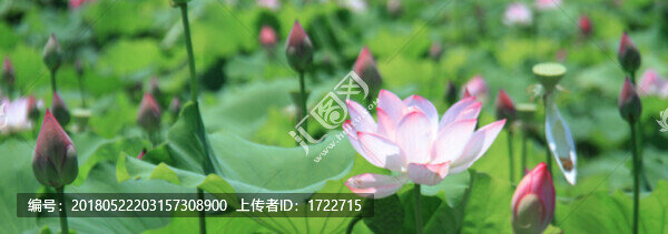 荷花