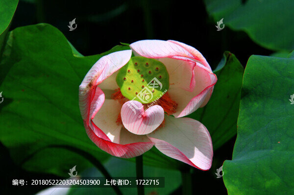 荷花