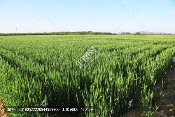 麥田