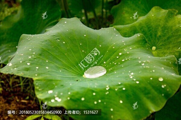 荷葉