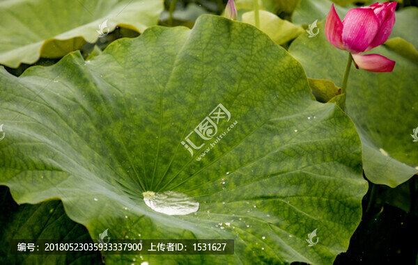 荷葉里的水滴