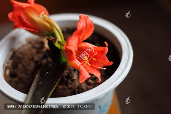 朱頂紅