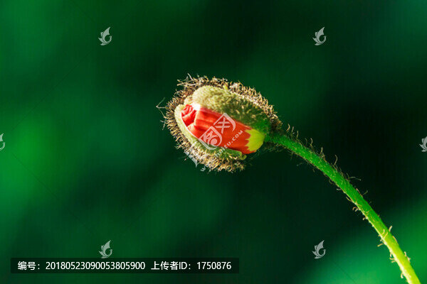 虞美人