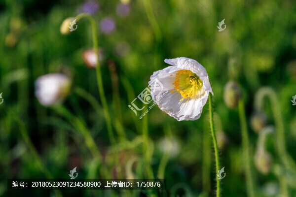 虞美人