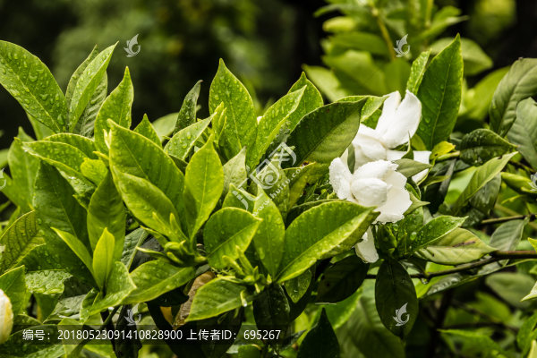 雨中梔子花