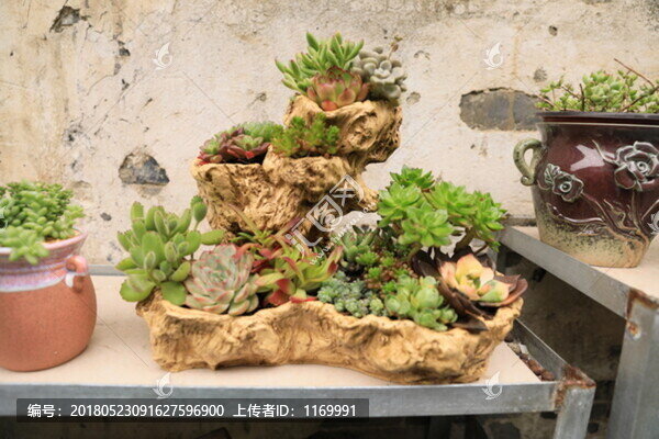 多肉植物