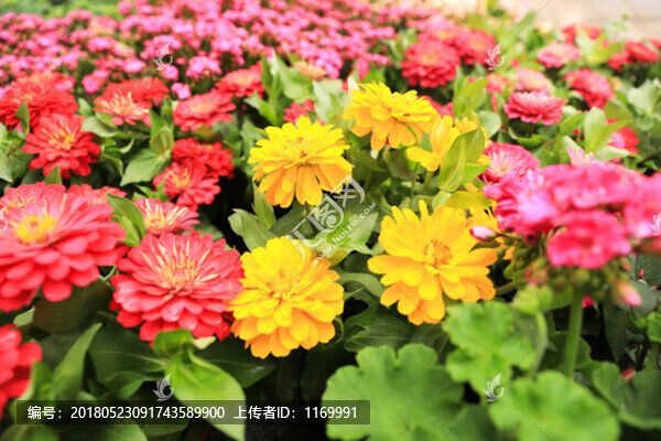 百日菊