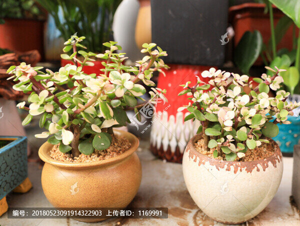 多肉植物