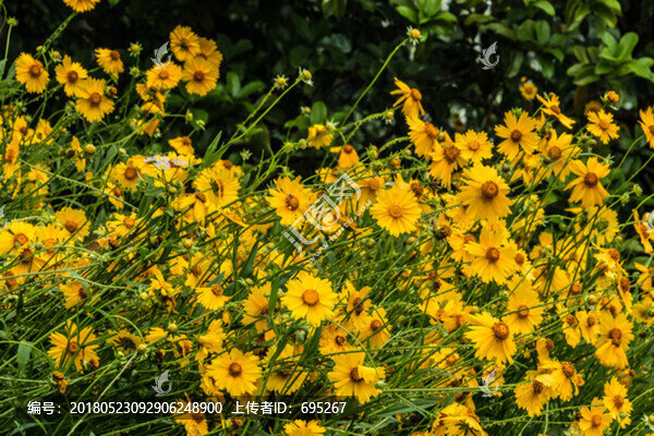 盛開(kāi)的花朵