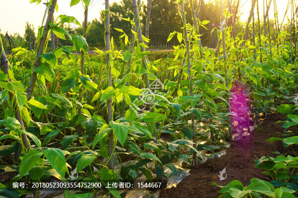 蔬菜種植,豆角