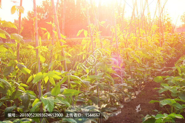 蔬菜種植,田園風光