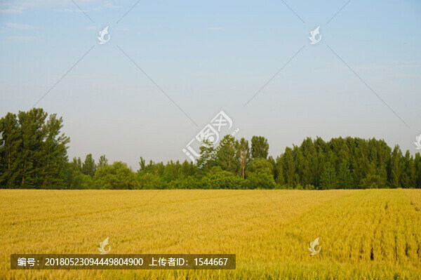 小麥,麥田