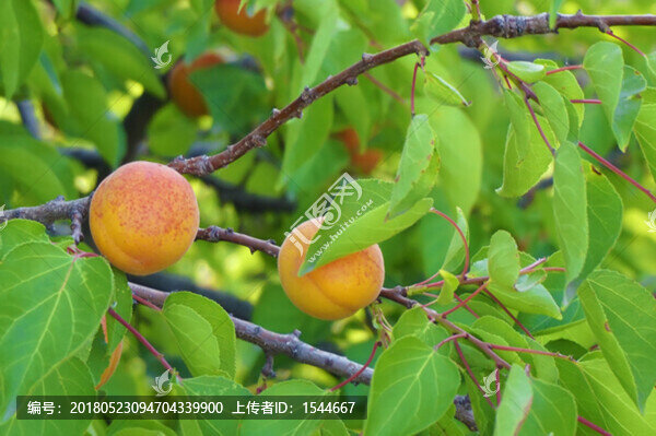 杏,杏樹