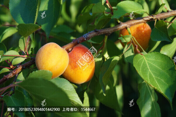 杏,麥黃杏