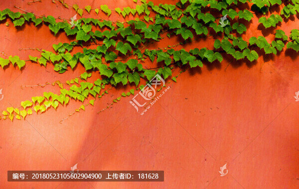 紅墻綠葉