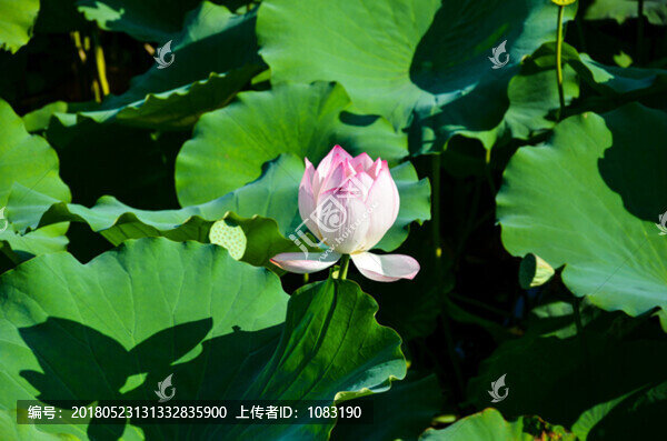 荷花荷葉