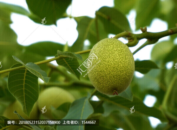 核桃,核桃樹