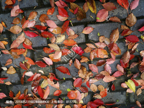 紅色落葉