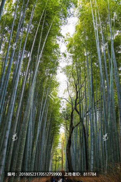 嵐山竹林