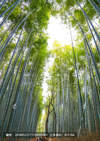 嵐山竹林
