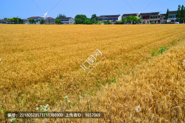麥田