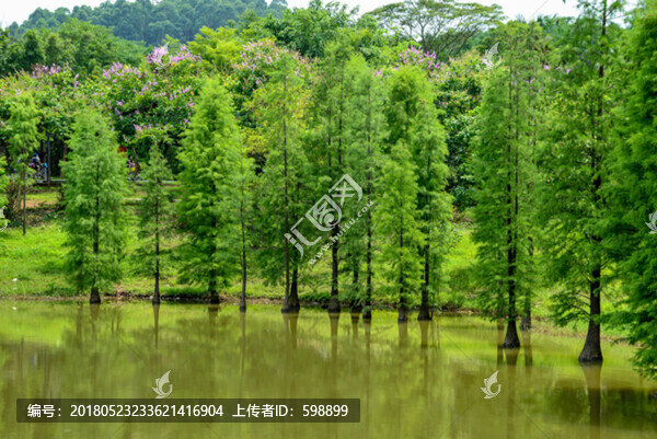 陽光水杉林