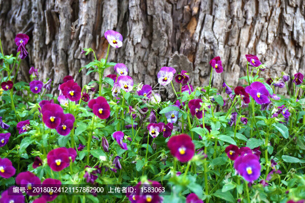 小花,三色堇
